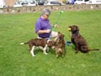 Dog Walking Pet Care Services Bexhill