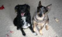 Friendly Visits Professional Pet Sitting - Colorado - Serving Westminster, Superior, Broomfield and Nearby Areas