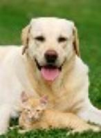 Peace of Mind Home &amp; Pet Care - Home