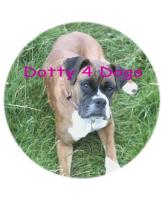 Dotty 4 Dogs, dog walkers, pet boarding in Northamptonshire - Dotty 4 Dogs-dog walkers-pet boarding
