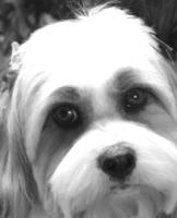 Austin Pet Sitter, Dog Walker,  Pet Sitting - The Dog's Bow Wow